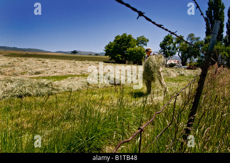 Un agriculteur stacks a récemment réduit la récolte de foin par une moissonneuse-batteuse dans un champ près de Ashland Oregon Banque D'Images