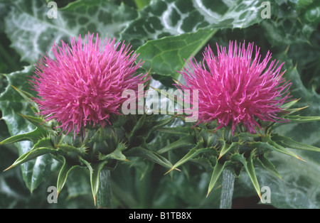 Silybum marianum (Bienheureuse Marie de pitcher) Banque D'Images