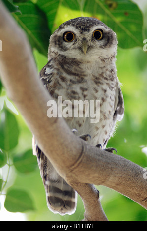 Repéré owlet Athene brama / direction générale sur Banque D'Images