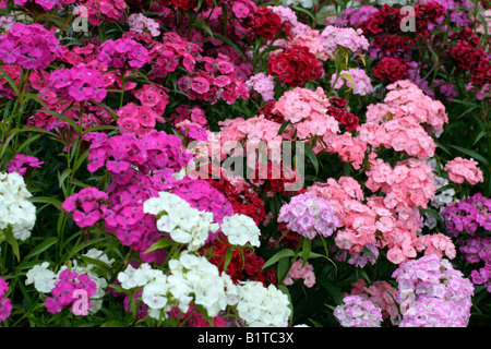 DIANTHUS BARBATUS SWEET WILLIAMS Banque D'Images