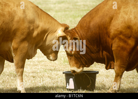 Seul champion du troupeau de bovins Limousin allaitante Banque D'Images