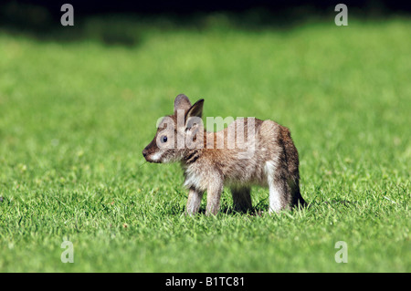 Red-necked wallaby - cub sur Macropus rufogriseus / meadow Banque D'Images