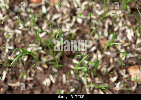 Vue aérienne de lames de plus en plus l'herbe de l'herbe dans un jardin , l'Irlande du Nord Banque D'Images