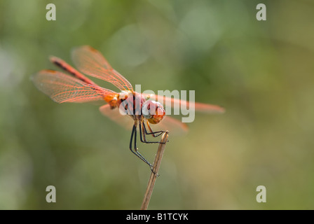 Dragonfly debout sur twig Banque D'Images