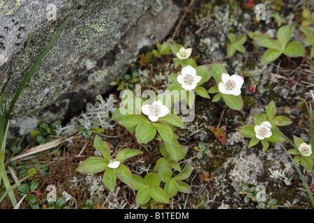 Le cornouiller du Canada Cornus canadensis cornouiller dans les Montagnes Blanches du New Hampshire USA Notes Banque D'Images