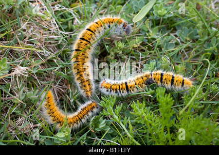 Les chenilles de papillons de Lasiocampa trifolii grass eggar st agnes Isles of Scilly Banque D'Images