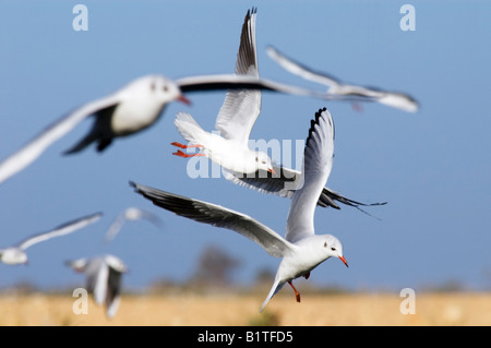 Les plaines côtières d'Israël Mouette rieuse Larus ridibundus Black planant au-dessus des étangs à poissons en recherche de fish Banque D'Images