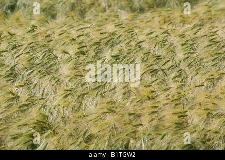 L'orge vert poussant sur un Cotswold farm Gloucestershire Angleterre souffle dans la brise Banque D'Images