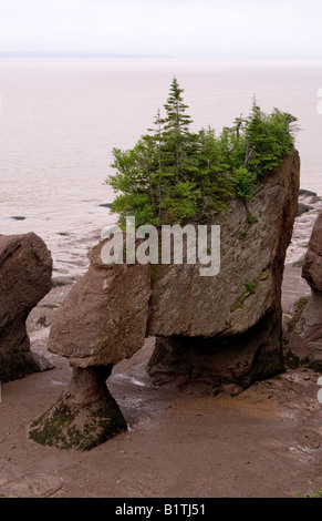 Hopewell Rocks, New Brunswick Canada marée basse Banque D'Images