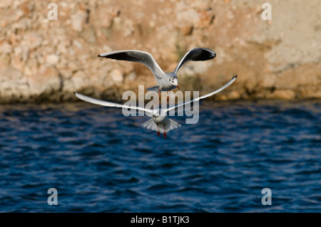 Les plaines côtières d'Israël Mouette rieuse Larus ridibundus Black planant au-dessus des étangs à poissons en recherche de fish Banque D'Images