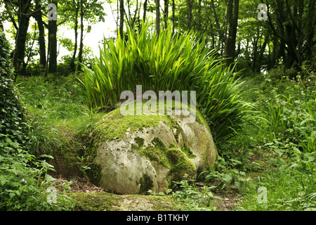 Lost Gardens of Heligan, Green Head, jardin, herbe pour cheveux, visage couvert de mousse, Sous les arbres, Mevagissey, Cornwall, style Gardenesque, style design Banque D'Images