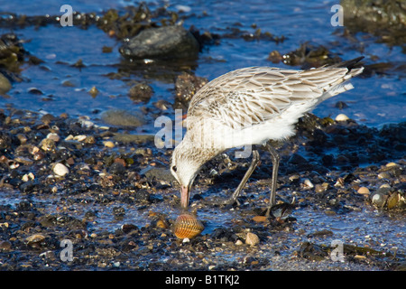 Barge à queue Bar (Limosa lapponica) sondage avec le projet de loi pour l'alimentation dans la boue Banque D'Images