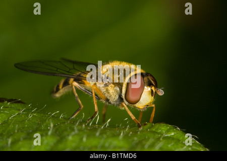 Rayé jaune et noir Hoverfly (Syrphus vitripennis) assis sur une feuille Banque D'Images