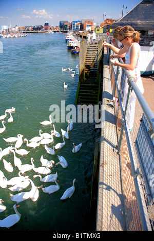 Le Cygne tuberculé Cygnus olor à Littlehampton Harbour Sussex England Angleterre UK Banque D'Images