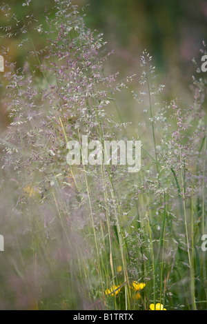 Fleur mauve herbe fétuque des moutons Banque D'Images