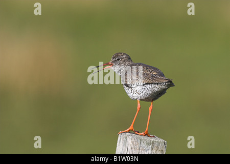 Chevalier arlequin Tringa totanus hot perché sur poteau de clôture d'appel d'alarme sur Benbeccula, l'Ecosse en mai. Banque D'Images