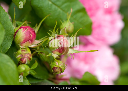 Rosa Glauca 'Jacques Cartier' Banque D'Images