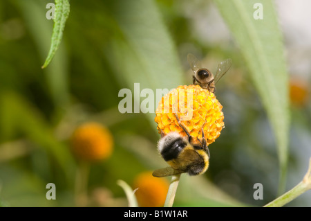 Abeilles sur Buddleia globosa flower Banque D'Images