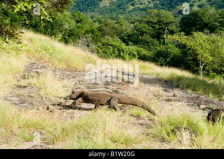 Une femelle varan (Varanus komodoensis) dans la nature (Komodo - Indonésie). Femelle varan de Komodo - Indonésie (sauvage). Banque D'Images