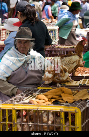 Femme vendant équatorienne poulets sur un marché dans le village de Saquisili dans la région de Cotopaxi Équateur en Amérique du Sud Banque D'Images