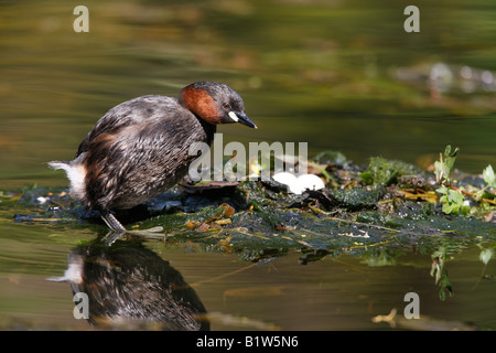 Grèbe castagneux Tachybaptus ruficollis Derbyshire printemps Banque D'Images