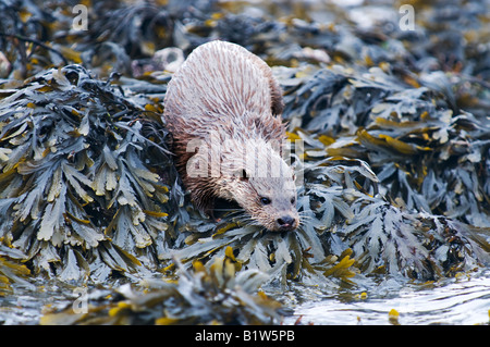 La loutre Lutra lutra sauvages sur le point d'entrer dans la mer au large de la côte rocheuse île d'Islay Ecosse Banque D'Images