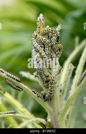 Papillon Cucullia verbasci molène de chenilles et d'endommagement de Verbascum thapsus Banque D'Images