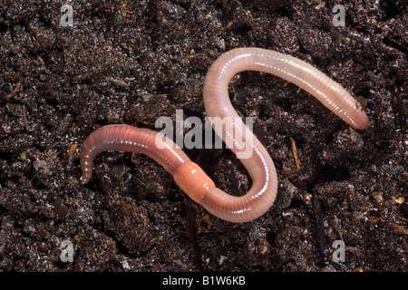 Lombric commun Lumbricus terrestris ver segmenté Banque D'Images