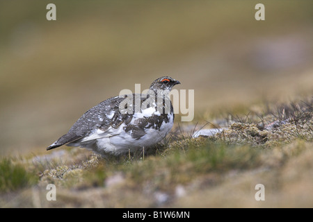 Le lagopède alpin Lagopus mutus homme marchant sur l'interdiction de la toundra sur Carn Mor, l'Ecosse en mai. Banque D'Images