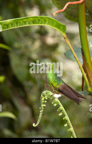 Amorçage de l'homme queue de raquette - Ocreatus underwoodii Hummingbird - dans la forêt nuageuse de Mindo à Pichincha dans le Nord de l'Équateur Banque D'Images