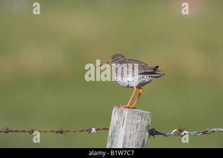 Chevalier arlequin Tringa totanus hot perché sur piquet sur Benbeccula, l'Ecosse en mai. Banque D'Images