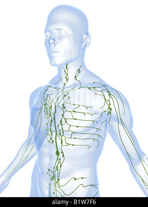 Système lymphatique mâle Banque D'Images