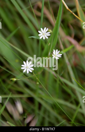 Stellaire Stellaria palustris Marsh Caryophyllaceae Banque D'Images