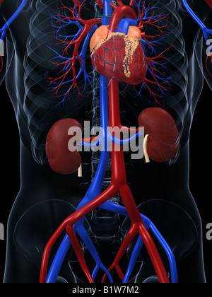 Système cardiovasculaire Banque D'Images