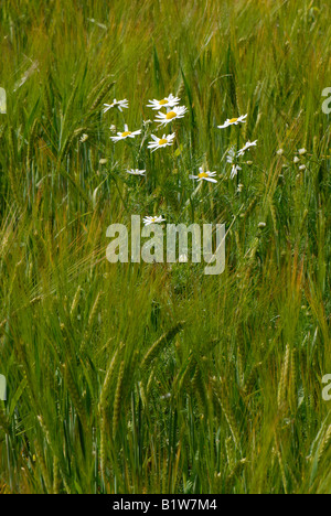 Camomille matricaire inodore Matricaria perforata floraison dans une faible récolte de l'orge dans l'oreille Banque D'Images