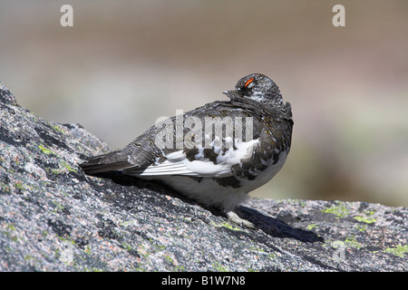 Le lagopède alpin Lagopus mutus homme lissage sur couverts de lichen rock en Ecosse, Cairngorms en mai. Banque D'Images