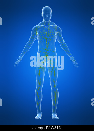 Système lymphatique Banque D'Images