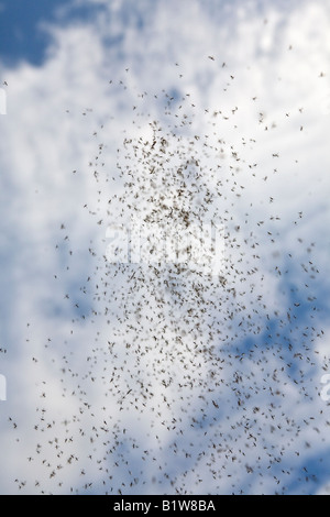 Un nuage de moucherons (Chaoborus sp) sur le fond de ciel. Nuage de moucherons (Chaoborus sp) sur fond de ciel. Banque D'Images