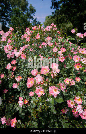 Rosa X Meipotal Carefree Delight Rosier arbustif NJ Banque D'Images