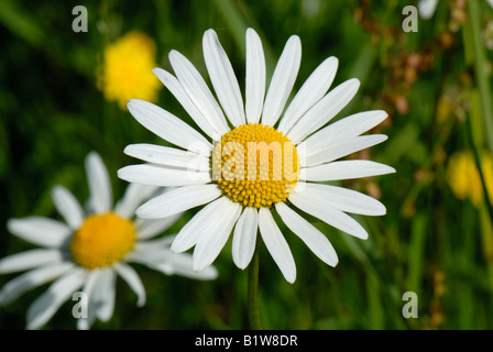 Fleur d'un bœuf grande marguerite Chrysanthemum leucanthemum dans les prairies Banque D'Images