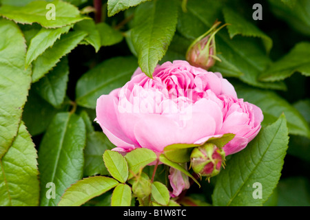 Rosa Glauca 'Jacques Cartier' Banque D'Images