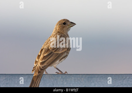 Roselins femelle perchée sur une clôture Banque D'Images