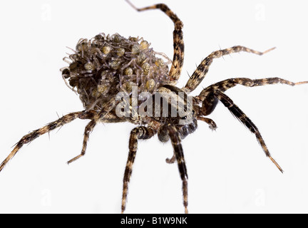 Wolf Spider Hatchlings Banque D'Images