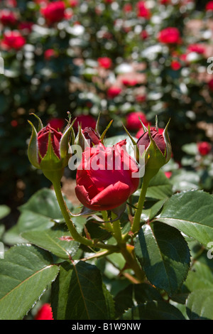 Jardin de roses Rosa annonce Meizoele paix rayonnante grandiflora Rose Banque D'Images