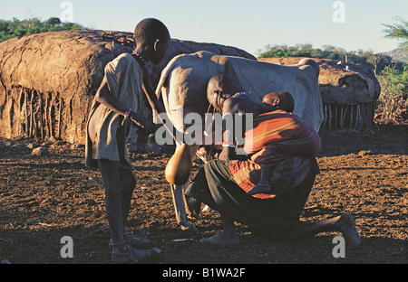 Masaï traire sa vache avec son bébé sur son dos et un autre enfant aider en tenant une calebasse Kenya Afrique de l'Est Banque D'Images