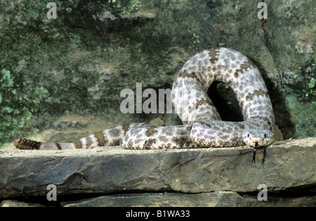 Rock tacheté Crotale de l'Ouest (Crotalus lepidus lepidus) Banque D'Images