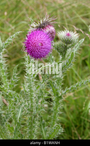 Le musc Chardon ou chardon penché Carduus nutans Asteraceae Banque D'Images