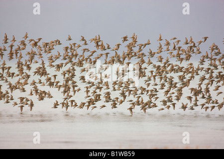 La migration des oiseaux de rivage sur le delta de la rivière Copper Cordova la Forêt Nationale de Chugach Alaska Banque D'Images