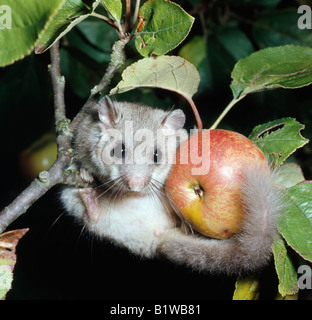 Loir loir gris Glis glis Loir Siebenschläfer européenne Europe animal animaux adultes manger Europa Europe mam mammifères Banque D'Images