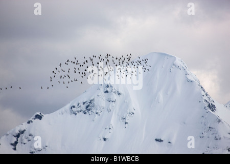 La migration des oiseaux de rivage sur le delta du fleuve Coper Cordova la Forêt Nationale de Chugach Alaska Banque D'Images